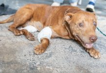 Homem que enterrou pitbull vivo se apresenta à polícia e apresenta defesa