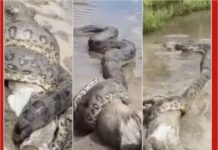 Vídeo: Policial registra sucuri enrolada em bezerro e desvenda mistério de desaparecimento de animais em MT