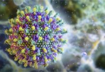 Ministério da Saúde diz que vírus Nipah não ameaça o Brasil