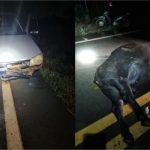 Búfalo solto em rodovia morre ao ser atropelado por carro na MT-241