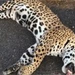 Vídeo: Duas onças são mortas por atropelamento na rodovia MT-560