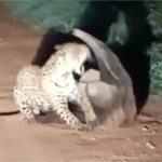 Vídeo: Tamanduá-bandeira leva a melhor em confronto com onça-pintada em MT