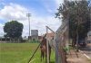 Cavalo agoniza com pata ferida há 10 dias em campo de futebol e protetores pedem socorro; vídeo