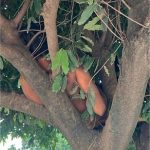 Homem é flagrado andando pelado pelas ruas do Distrito Industrial; vídeo