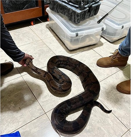 Vídeo: Jiboia invade casa, se esconde em jardim e é resgatada pelos bombeiros em MT