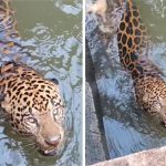 Onça-pintada fica presa em canal, reage e assusta bombeiros durante resgate em MT