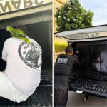 Papagaio não abandona dono e o acompanha até carro da polícia durante prisão