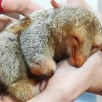 Moradores resgatam menor tamanduá do mundo após quase ser atropelado em Sorriso