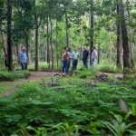 Cuiabá aposta em novo modelo urbano com mais árvores para reduzir calor