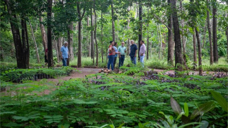 Cuiabá aposta em novo modelo urbano com mais árvores para reduzir calor