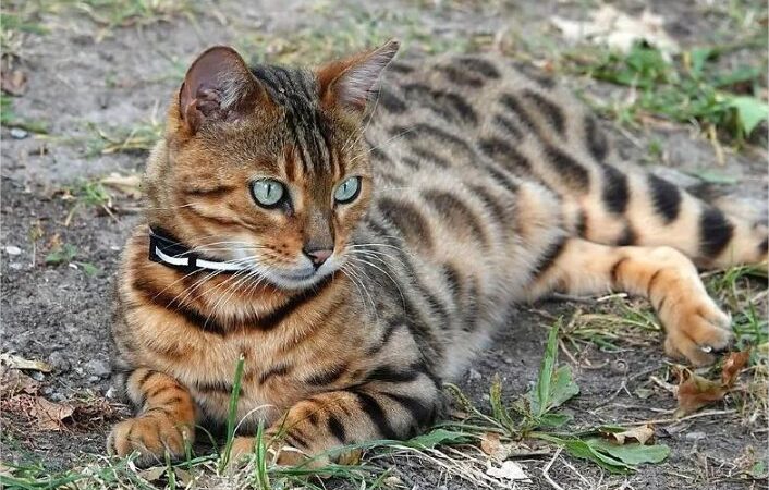 Gato bengal invade casa e ataca criança em MT; Justiça fixa multa para dona