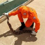 Bombeiros militares resgatam jiboia de 1,5 metro em área de lazer de município