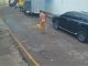 Homem é flagrado caminhando nu em rua do centro de Cuiabá