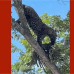 Vídeo: Onça-pintada mata e carrega jaguatirica pela boca no Pantanal de MT