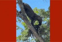 Vídeo: Onça-pintada mata e carrega jaguatirica pela boca no Pantanal de MT