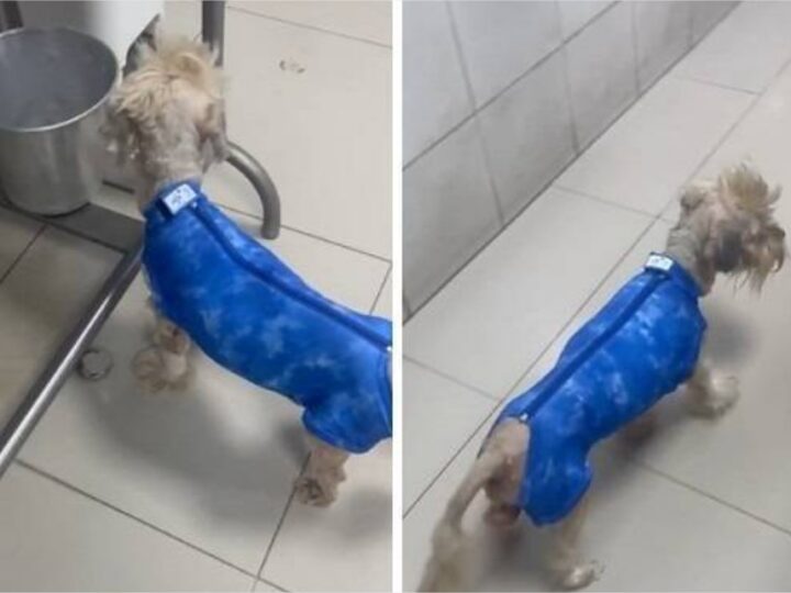 Doguinho queimado em clínica cladestina apresenta melhora e volta a andar sozinho