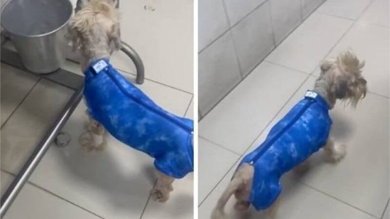 Doguinho queimado em clínica cladestina apresenta melhora e volta a andar sozinho