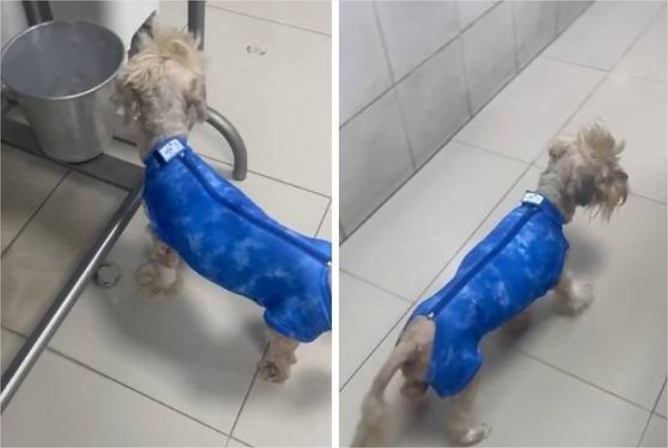 Doguinho queimado em clínica cladestina apresenta melhora e volta a andar sozinho