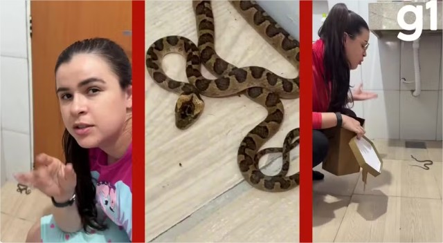 Viralizou! Mulher vai ao banheiro à noite, encontra cobra e decide voltar a dormir em MT; veja