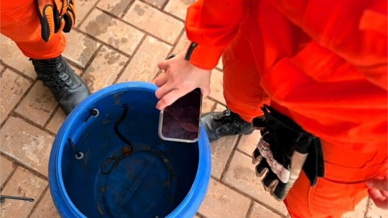 Corpo de Bombeiros resgata três cobras em áreas urbanas de MT