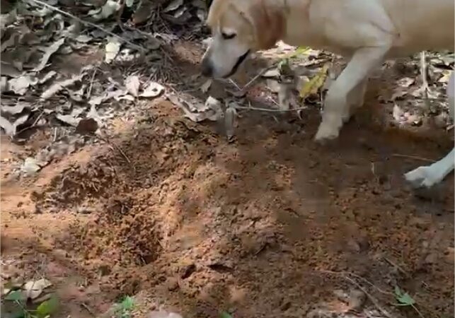 Corpo de jovem desaparecido há um mês é encontrado por cães farejadores