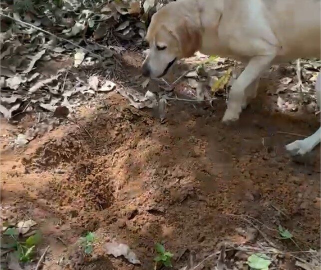 Corpo de jovem desaparecido há um mês é encontrado por cães farejadores
