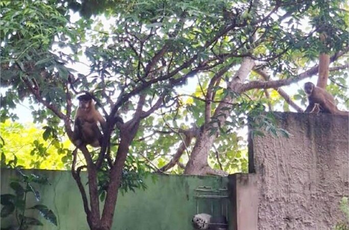 Animais invadem casas e impõem medo em comunidade ribeirinha de Cuiabá
