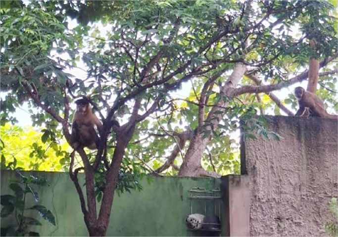 Animais invadem casas e impõem medo em comunidade ribeirinha de Cuiabá