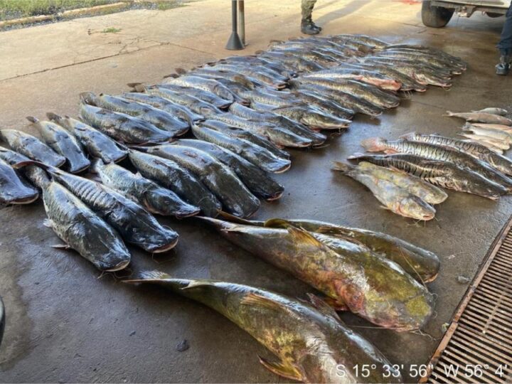 Polícia Militar apreende 465 quilos de pescado ilegal e prende homem em Várzea Grande