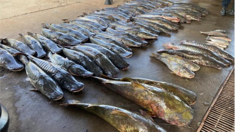 Polícia Militar apreende 465 quilos de pescado ilegal e prende homem em Várzea Grande