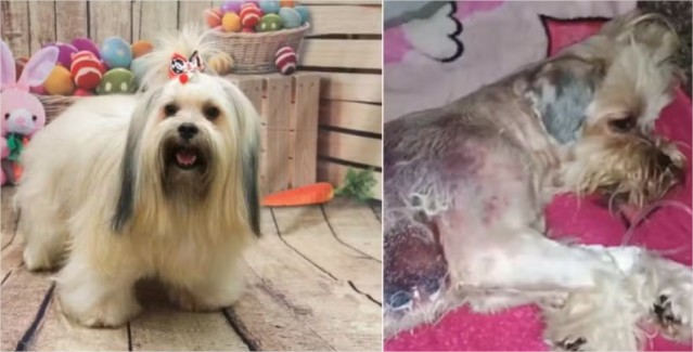 Cão sofre queimaduras de segundo grau após banho em pet shop clandestino em Cuiabá