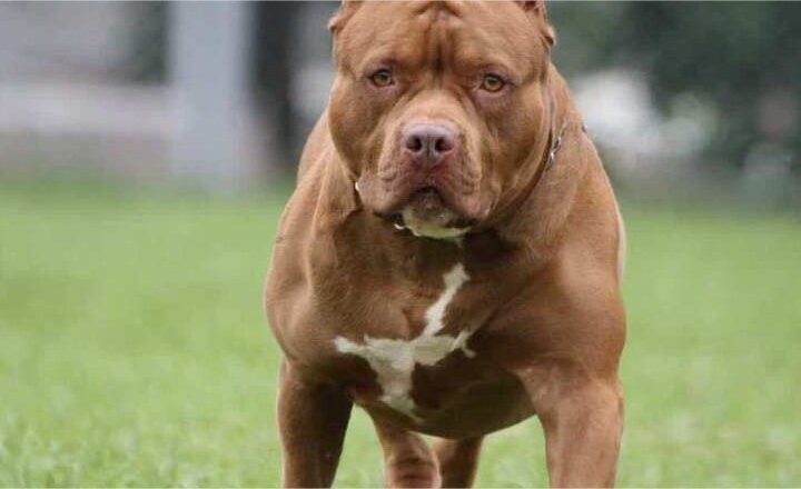 Tutor de pitbulls é detido após animais escaparem e matarem cachorro