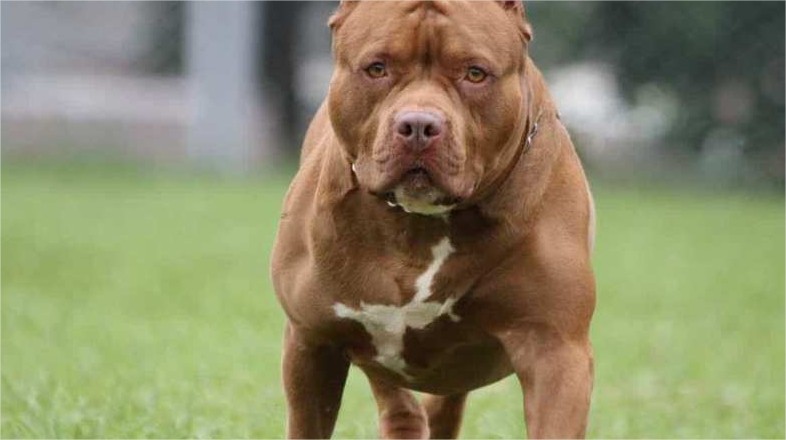 Tutor de pitbulls é detido após animais escaparem e matarem cachorro