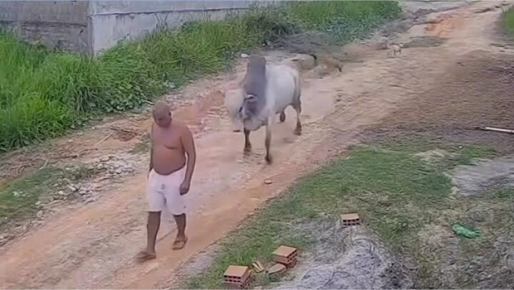 Idoso que caminhava pela rua é atingido em cheio por touro e arremessado ao chão