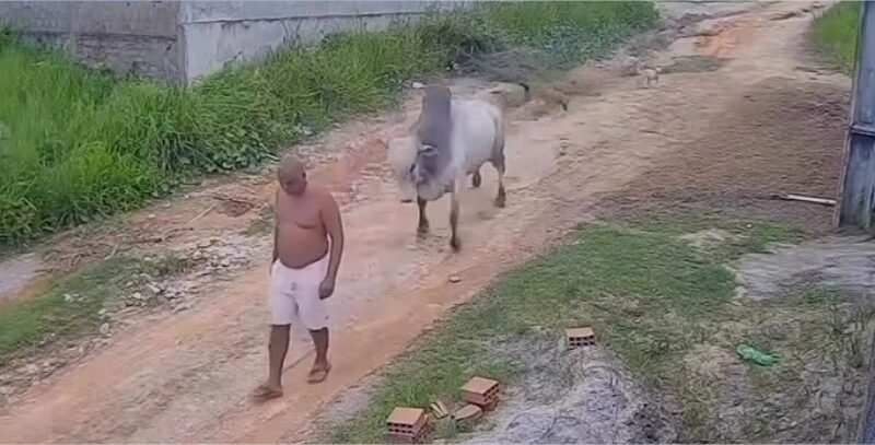 Idoso que caminhava pela rua é atingido em cheio por touro e arremessado ao chão