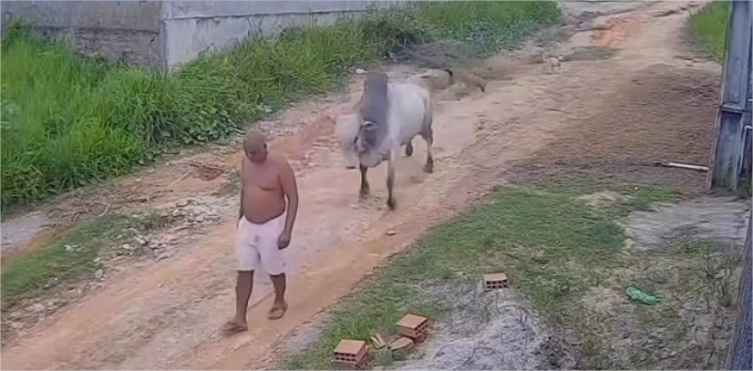 Idoso que caminhava pela rua é atingido em cheio por touro e arremessado ao chão