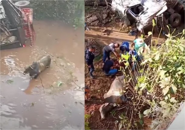 Caminhão que transportava bois cai dentro de rio e motorista é socorrido por populares