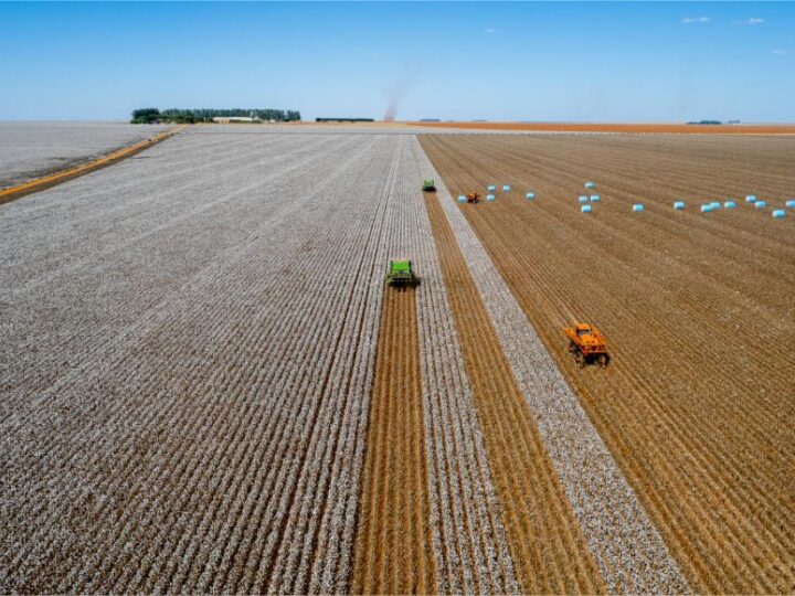 Mato Grosso lidera produção de soja, algodão e milho há décadas e reforça domínio no Brasil