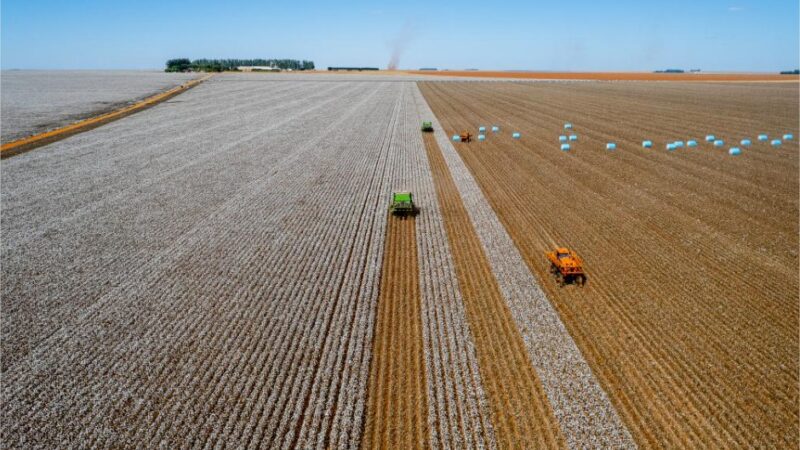 Mato Grosso lidera produção de soja, algodão e milho há décadas e reforça domínio no Brasil