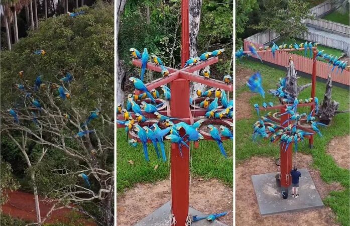 Vídeo: Centenas de araras com as cores do Brasil se ‘hospedam’ em hotel de MT