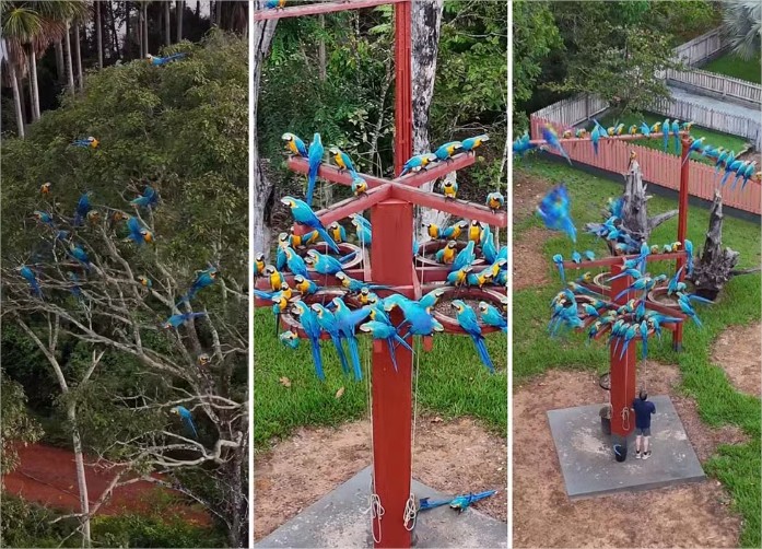 Vídeo: Centenas de araras com as cores do Brasil se ‘hospedam’ em hotel de MT