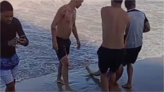 Vídeo: Tubarão devora perna de vítima e espalha medo no litoral de PE (imagens fortes)