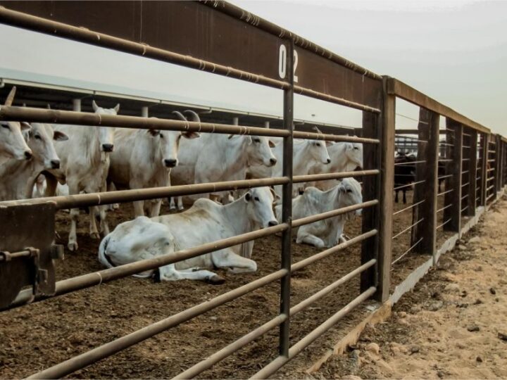 Mato Grosso registra maior crescimento do país no abate de bovinos no 1º trimestre de 2026