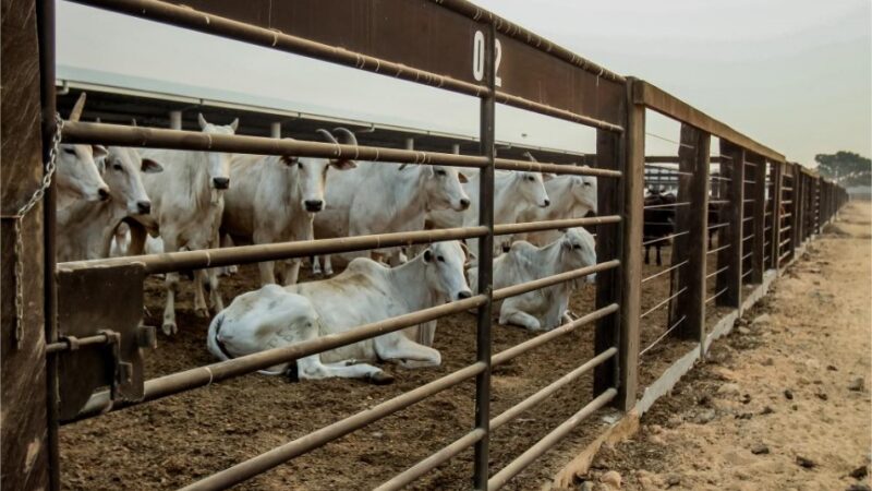Mato Grosso registra maior crescimento do país no abate de bovinos no 1º trimestre de 2026