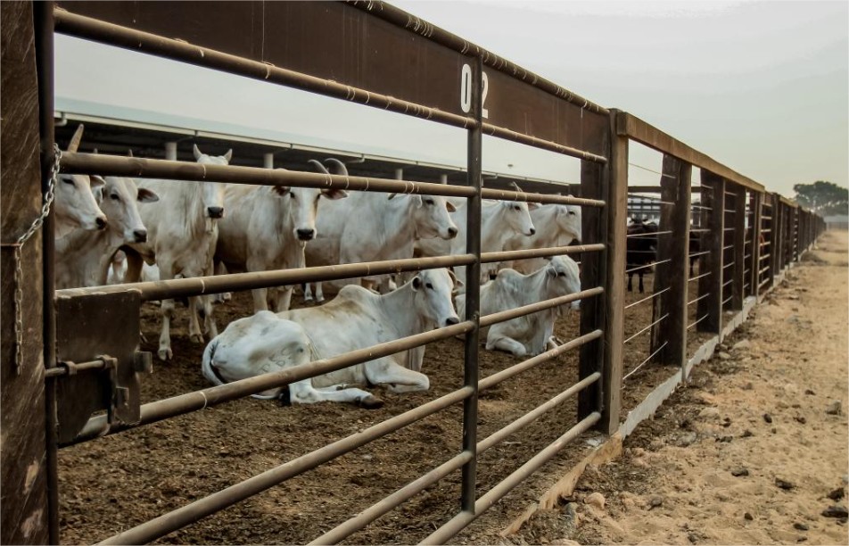 Mato Grosso registra maior crescimento do país no abate de bovinos no 1º trimestre de 2026