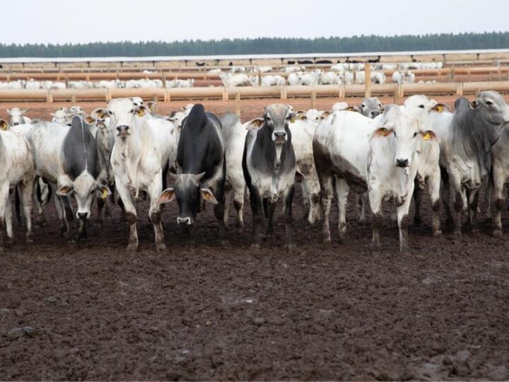 Principal destino da carne de MT, China reconhece Brasil como livre de febre aftosa