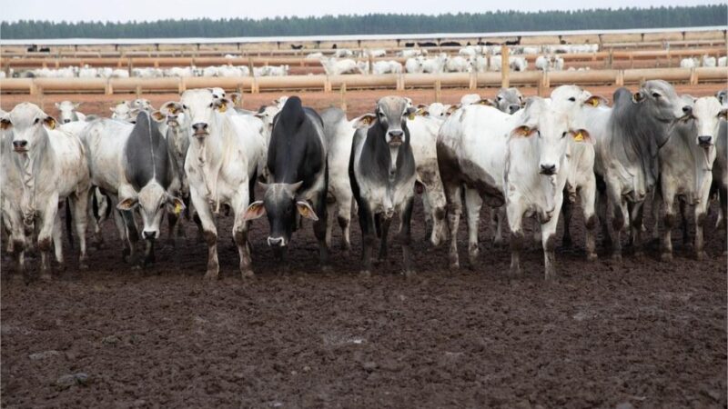 Principal destino da carne de MT, China reconhece Brasil como livre de febre aftosa