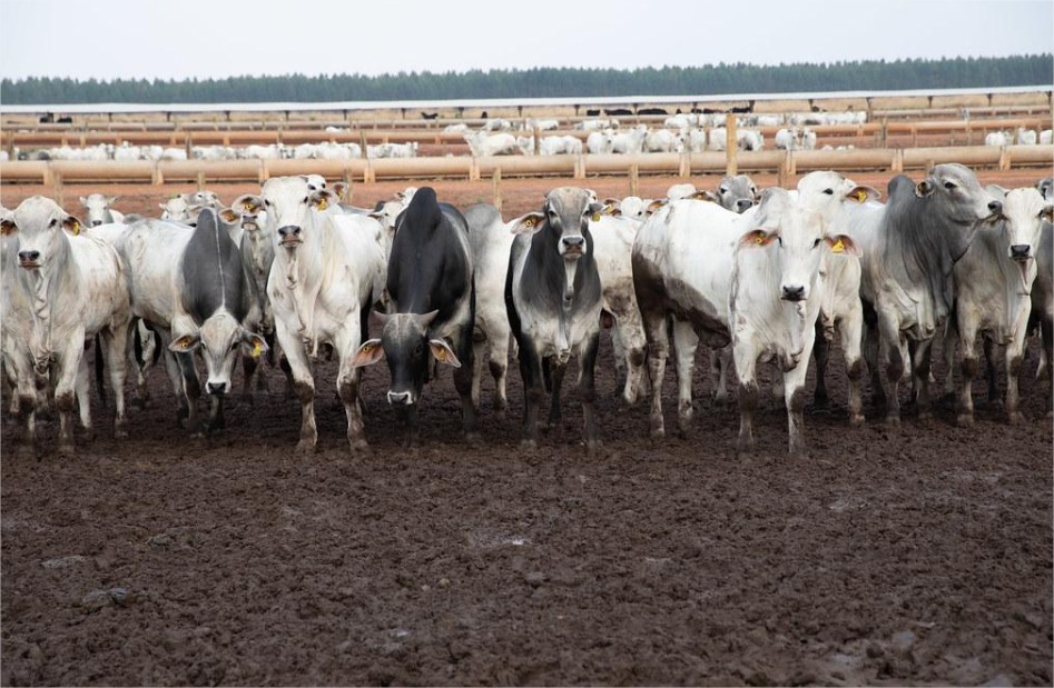 Principal destino da carne de MT, China reconhece Brasil como livre de febre aftosa