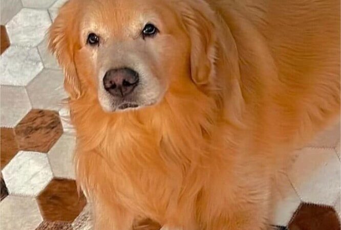 Justiça nega pedido da Gol e mantém ação por morte de cão que seria levado para MT