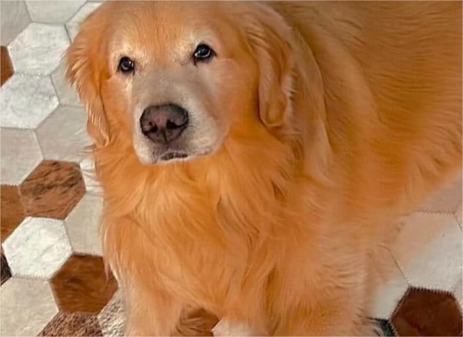 Justiça nega pedido da Gol e mantém ação por morte de cão que seria levado para MT